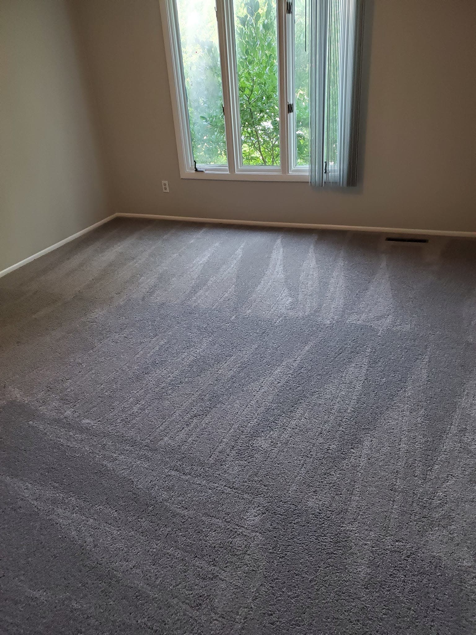 Commercial carpet after hot-water extraction, fresh wand lines across the room